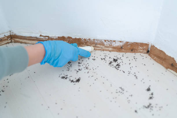 Best Pest Prevention Services  in Pearsall, TX